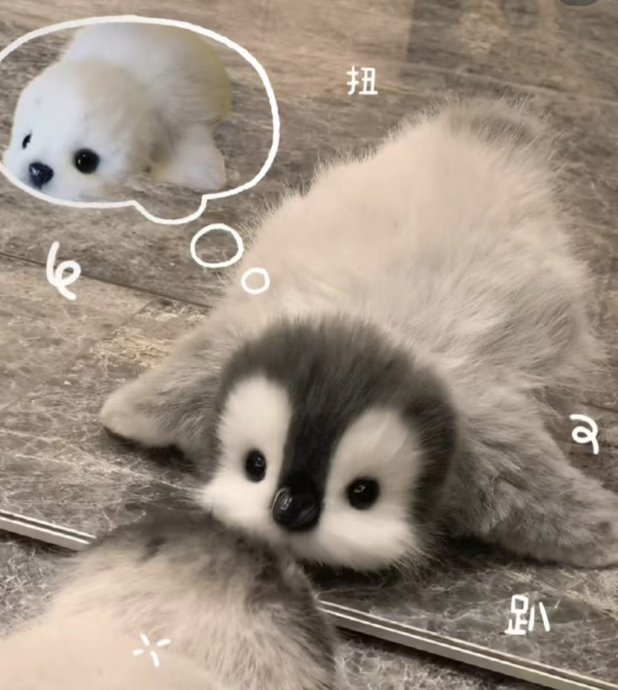 想小海豹.jpg