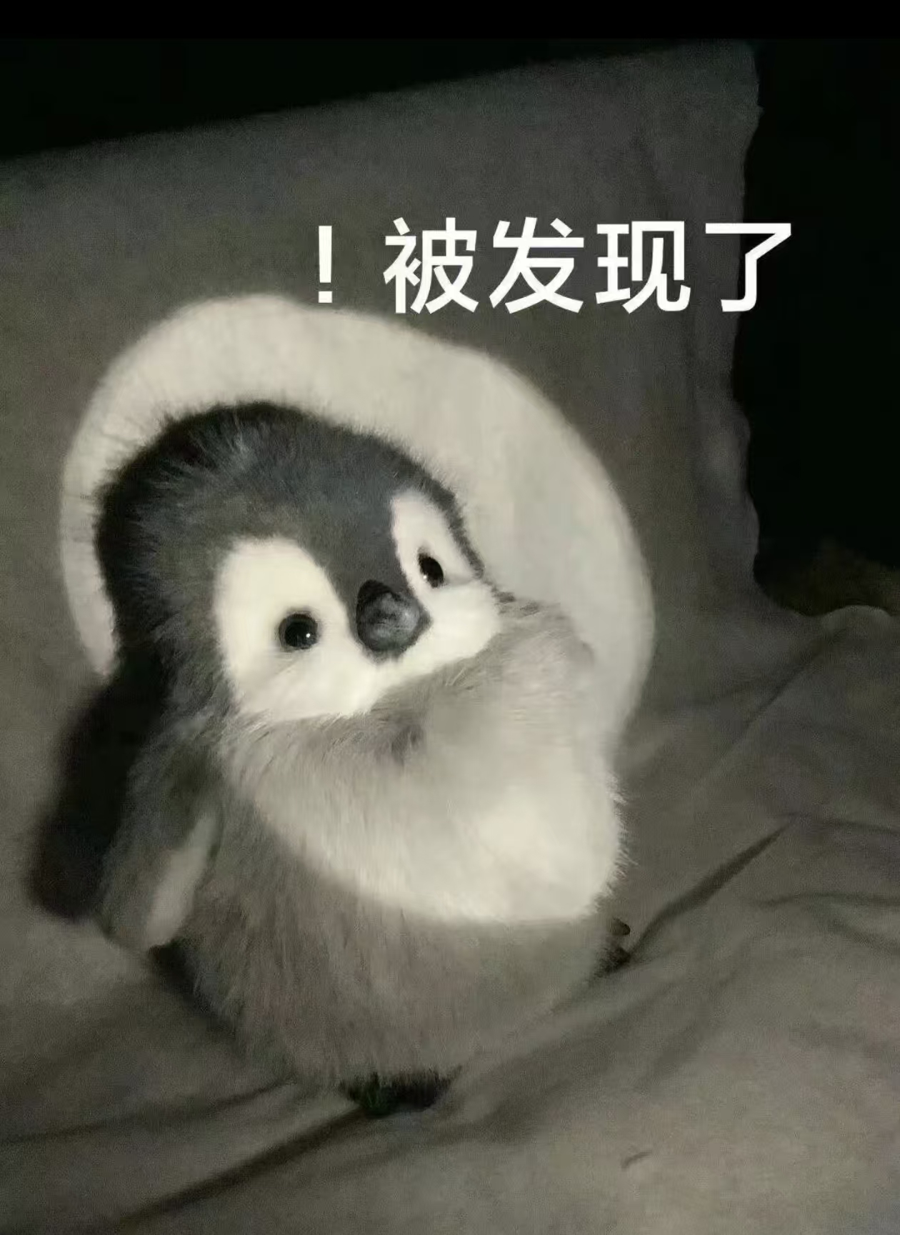 被发现了.jpg
