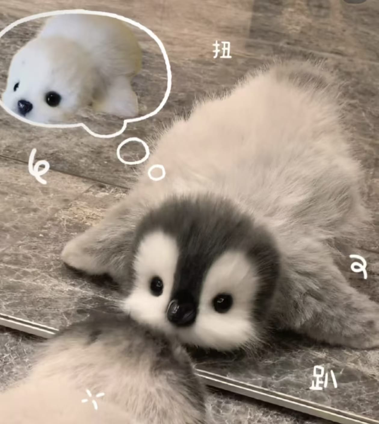 想小海豹.jpg