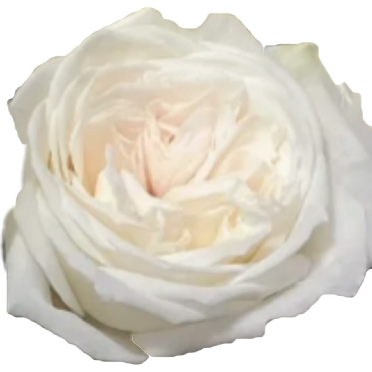 白荔枝.png