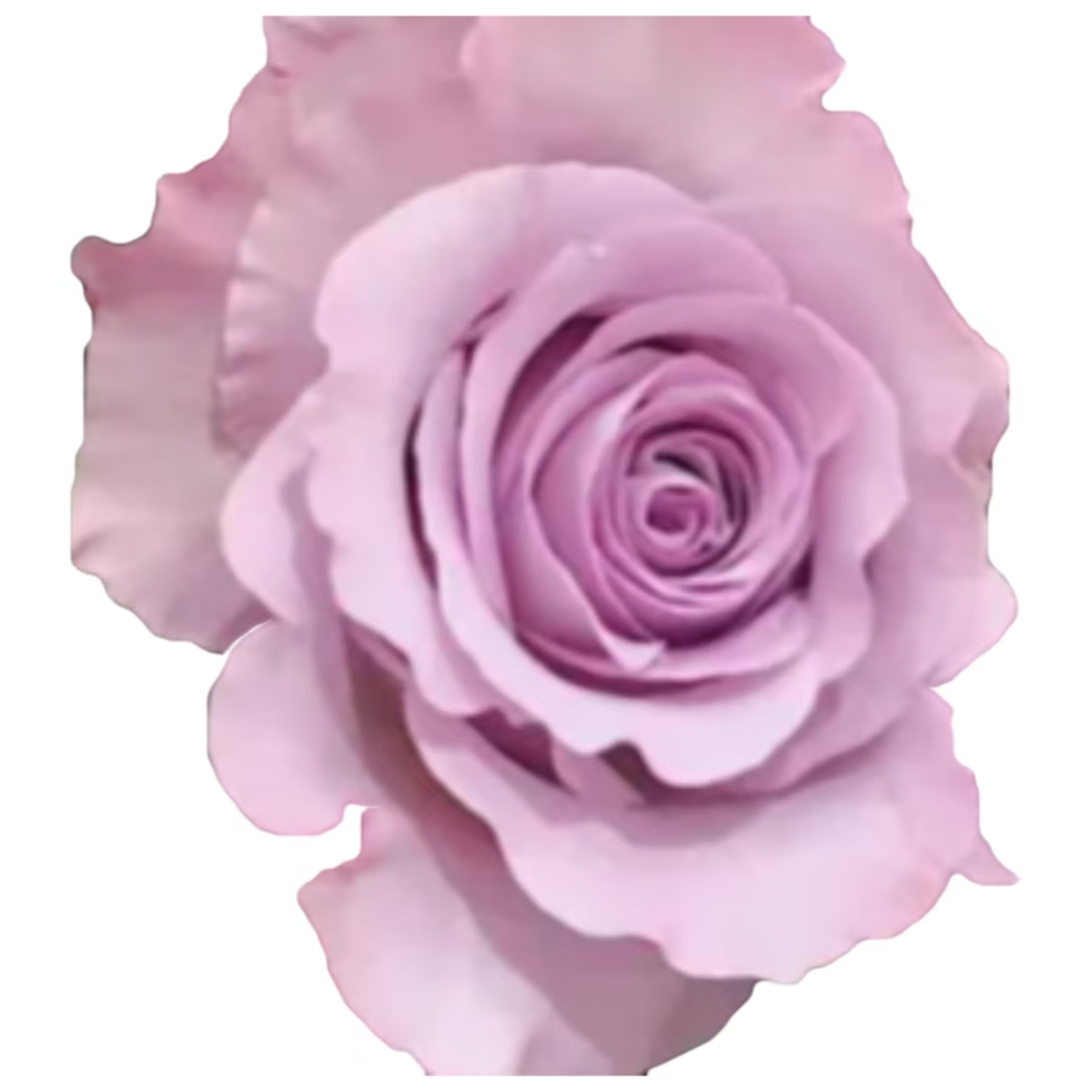 海洋之歌.png
