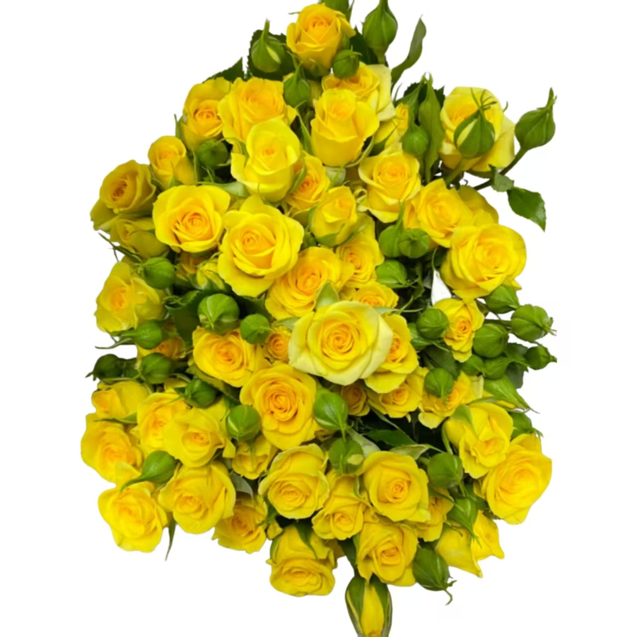 梦幻芭比.png
